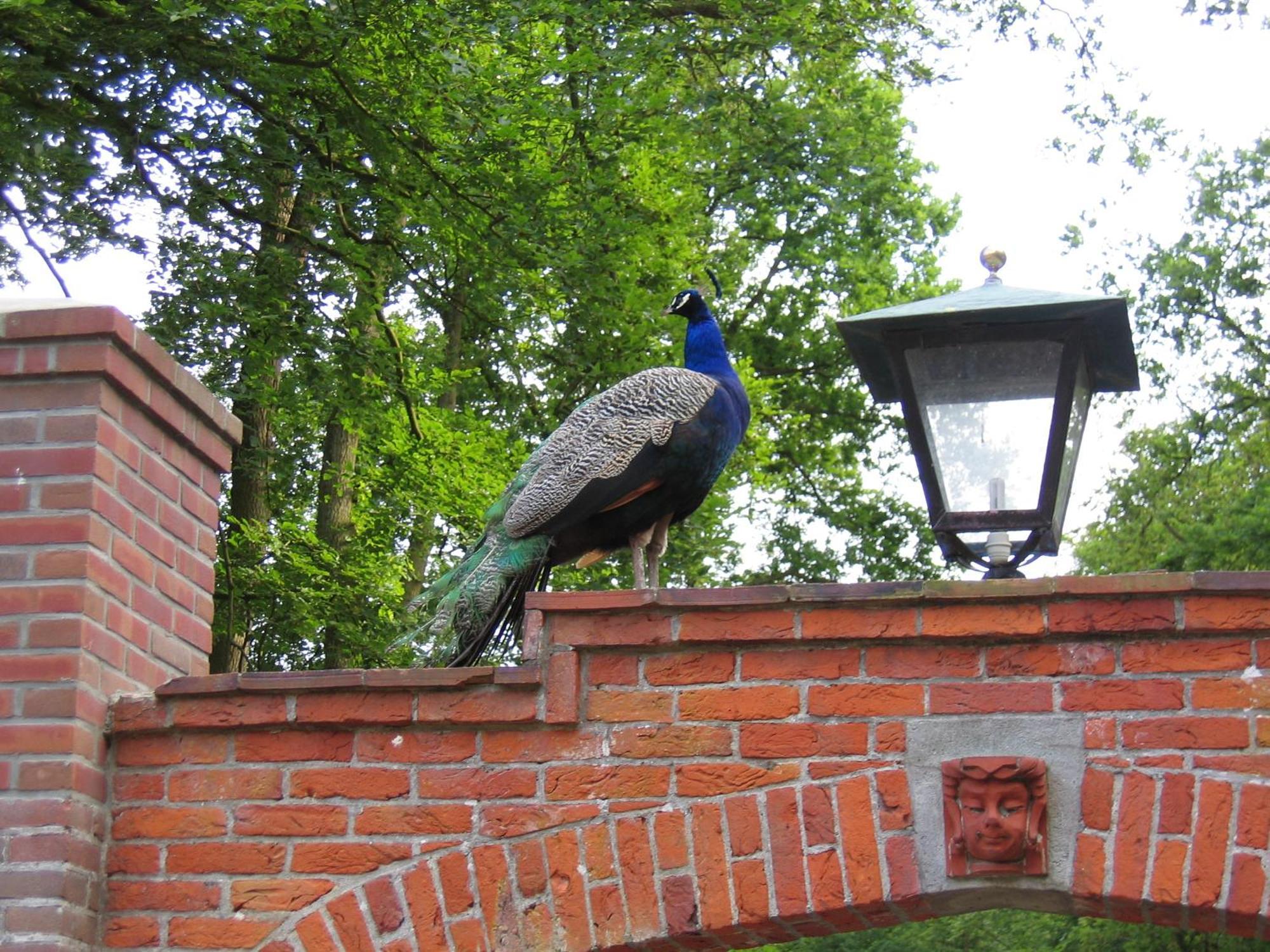 Londons Cottage Hilversum Exterior photo